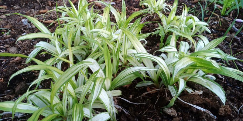 Carex siderosticta 'Shiro' Осока ржавопятнистая